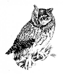 pScreechOwl