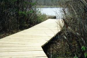 ‘Quaking Bog’ is a Moving Experience
